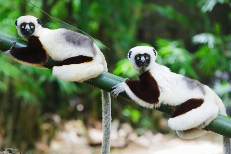 sifaka